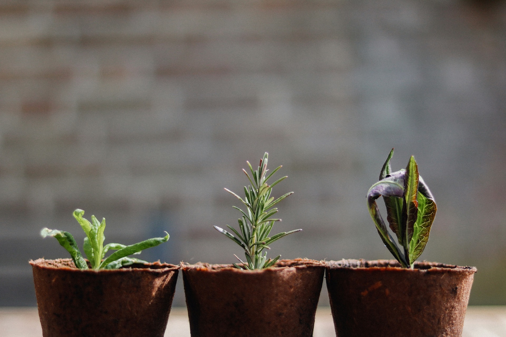 Bonsai tree representing growth